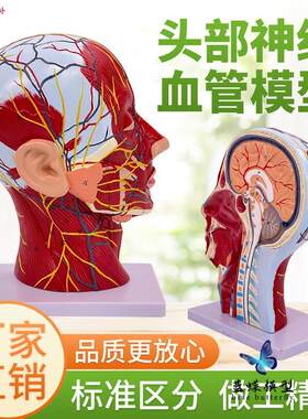 头面部附脑血管神经模型颈部解剖学头g面神经血管肌肉结构模型