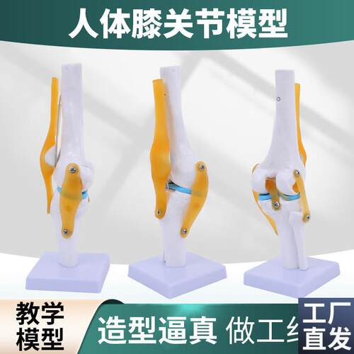人体膝关节功g能模型半月板交叉韧带活动膝盖骨髌骨骨骼教学模型