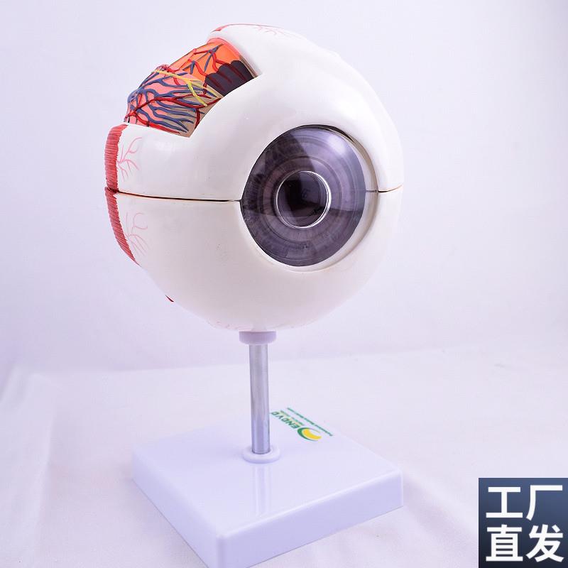 ENOVO颐诺版医学人体眼球解剖模型眼睛结构模型眼U珠眼球眼角膜模