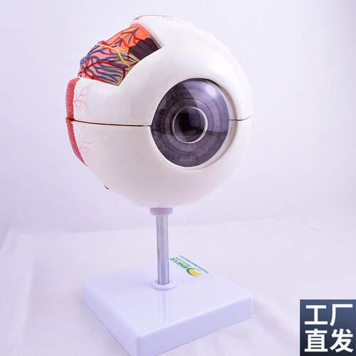 ENOVO颐诺版医学人体眼球解剖模型眼睛结构模型眼U珠眼球眼角膜模