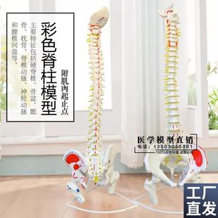 1:1人体脊柱模型成人正骨练习带颈椎腰椎椎间盘彩色脊.椎骨骼型模