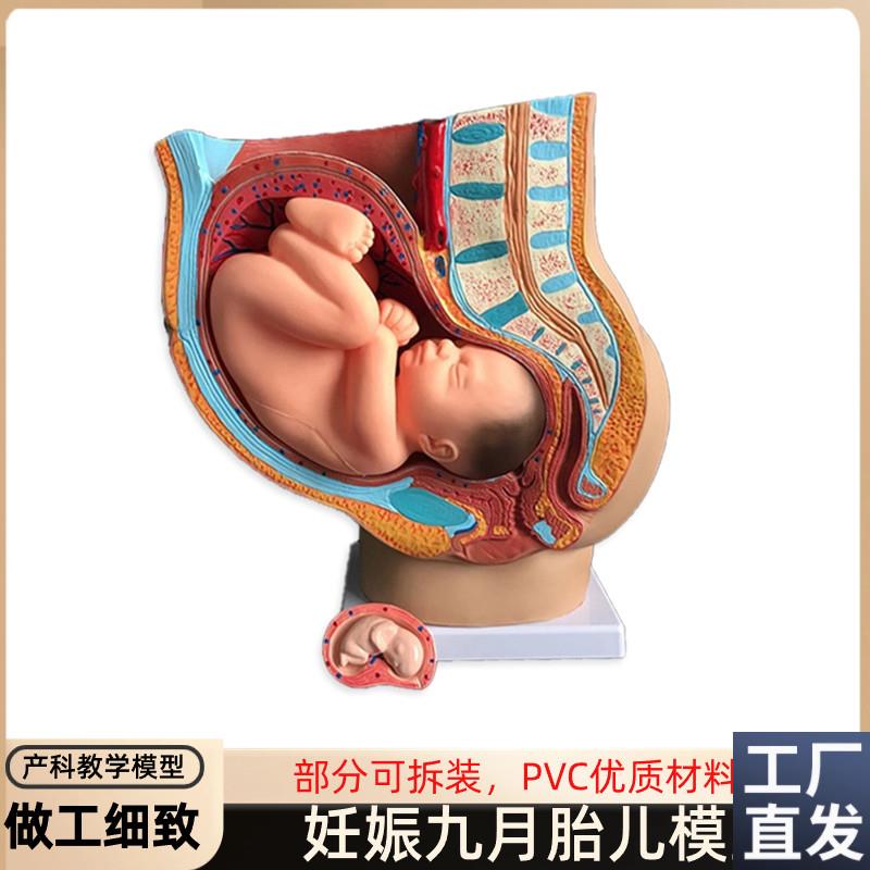 胎儿模型女性九月子宫生殖教育科D普解剖妇产科模具盆腔发育怀孕