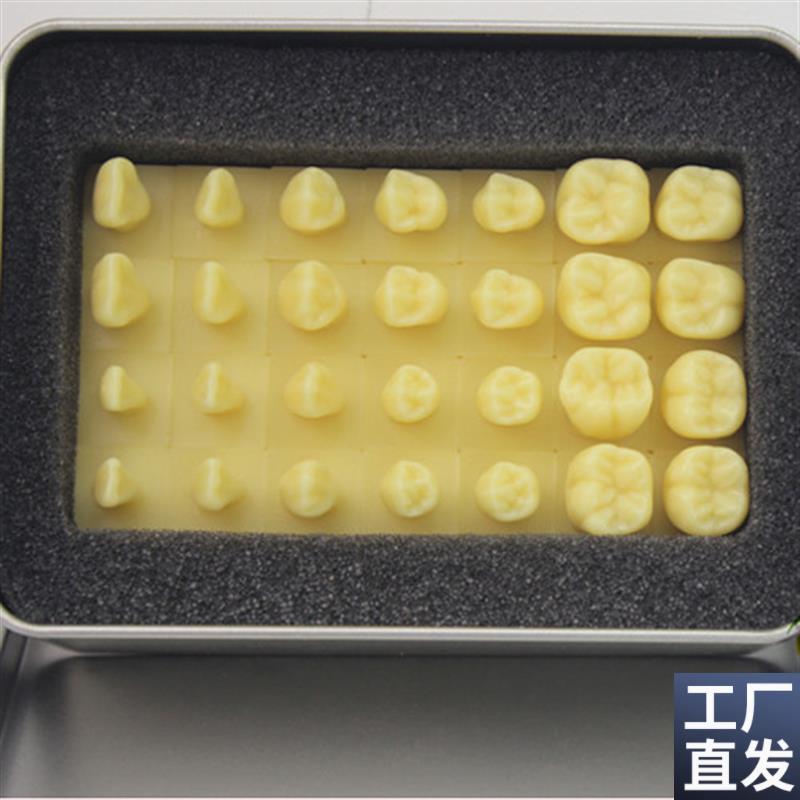 颐诺正品1.2倍雕牙齿模型口腔齿科教学牙体解剖雕Y刻形态模型