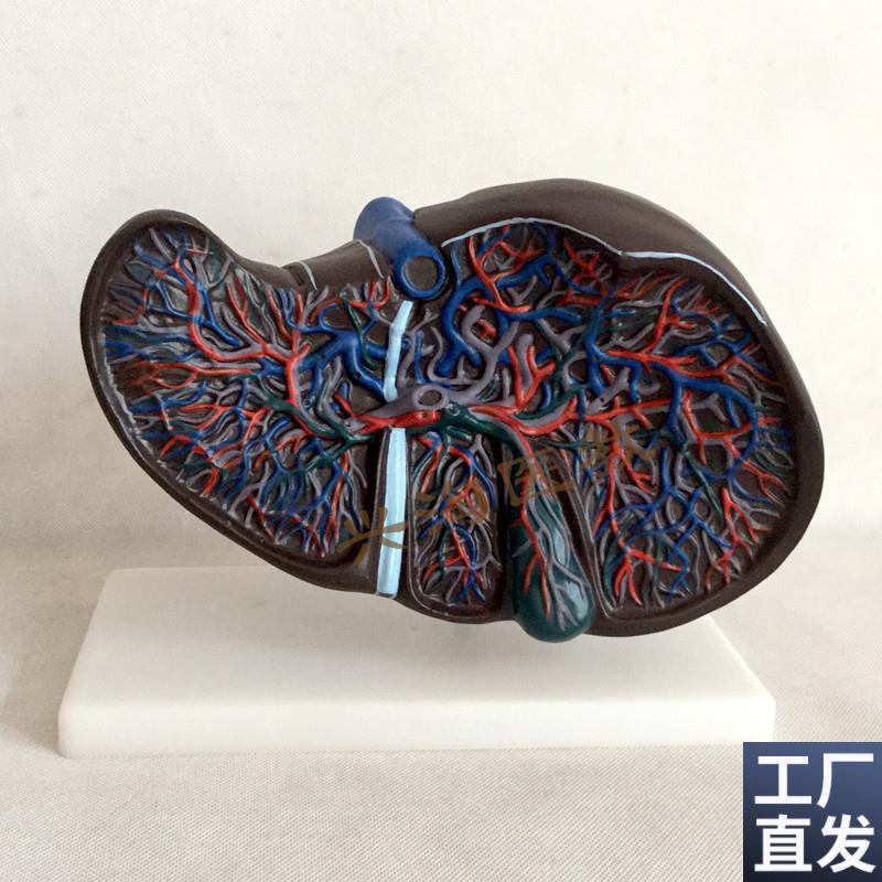 肝胆模型肝解剖j模型人体肝脏血管肝胆结构造胆囊胆管展示教学医