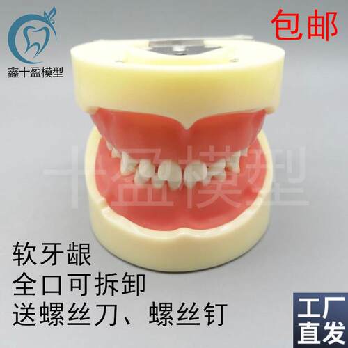 牙科模型儿童全g口24颗乳牙备牙模型软牙龈乳牙可拆卸模型7014-9
