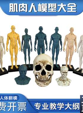 政河肌肉人模型艺术生用雕塑刻绘画素描临摹健P身房摆件人体教学