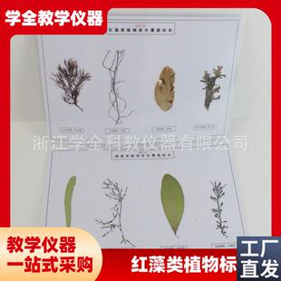 藻类标本浸e泡标本中学科普教具幼儿园教学探究实验教学标本厂家