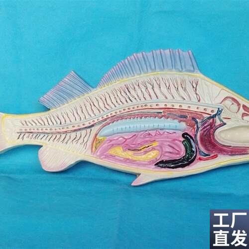 包邮鱼模具鱼内脏模具鱼解剖模型L鲫鱼鲤鱼鱼类讲解展示