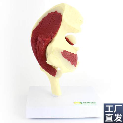 ENOVO颐诺人体髋关节附肌D肉模型关节肌肉运动解剖髋肌