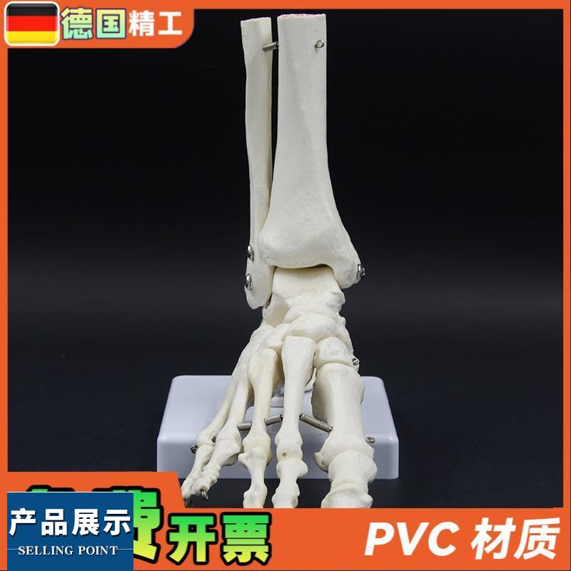 德国】1比1脚骨关节模型 踝关节教具 人体骨骼模型 工厂直营 足关