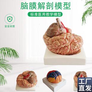 自然大脑解剖模型脑动脉解剖模型神经T科脑模型脑模型 包邮
