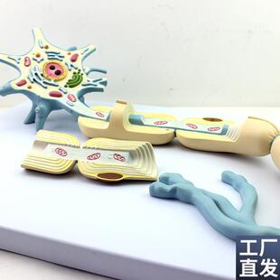 康泰医学模型神经元放大细胞器轴突树突I可拆卸胞体神经细胞突触