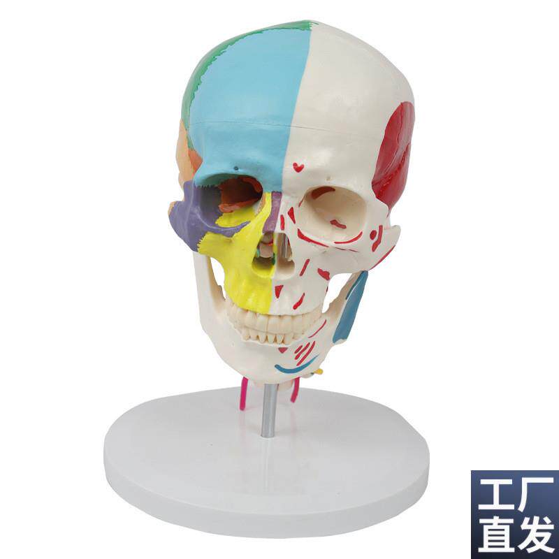 康泰模型成人颅骨色彩分离肌肉起止点F颈椎动脉神经下颌骨口腔医