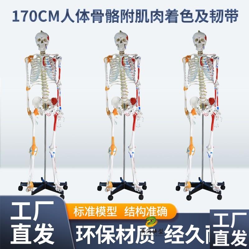 170cm人体骨骼模型骨架肌肉着色韧H带成人小白骷髅全身教学脊椎