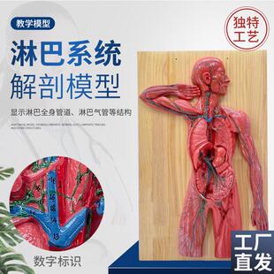 人体淋巴系统解剖模型人体免疫系D统模型胸腔外科心脏消化器官