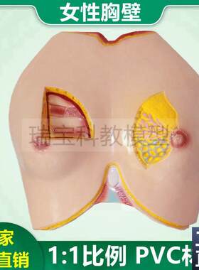 女性乳房模型仿真乳腺解t剖哺乳期产后修复生殖家政月嫂培训技能