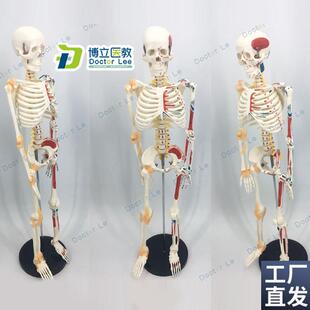 可活动骨架标肌肉解剖脊椎骷髅x小针刀正骨针灸85cm人体骨骼模型