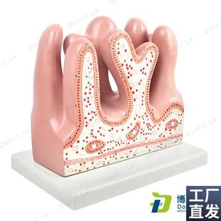 小肠绒毛放大模型空肠小肠绒毛模型消化系Y统解剖教具