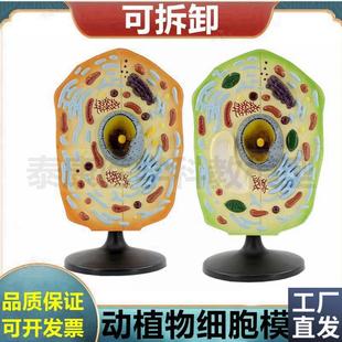 动物细胞模型细胞膜m细胞核细胞器可拆卸生物课展示医用细胞微细