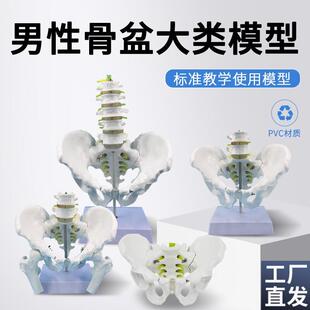 医学自然大人体男性骨盆模型附五节腰椎J脊椎髋骨骶骨尾椎骨骼模