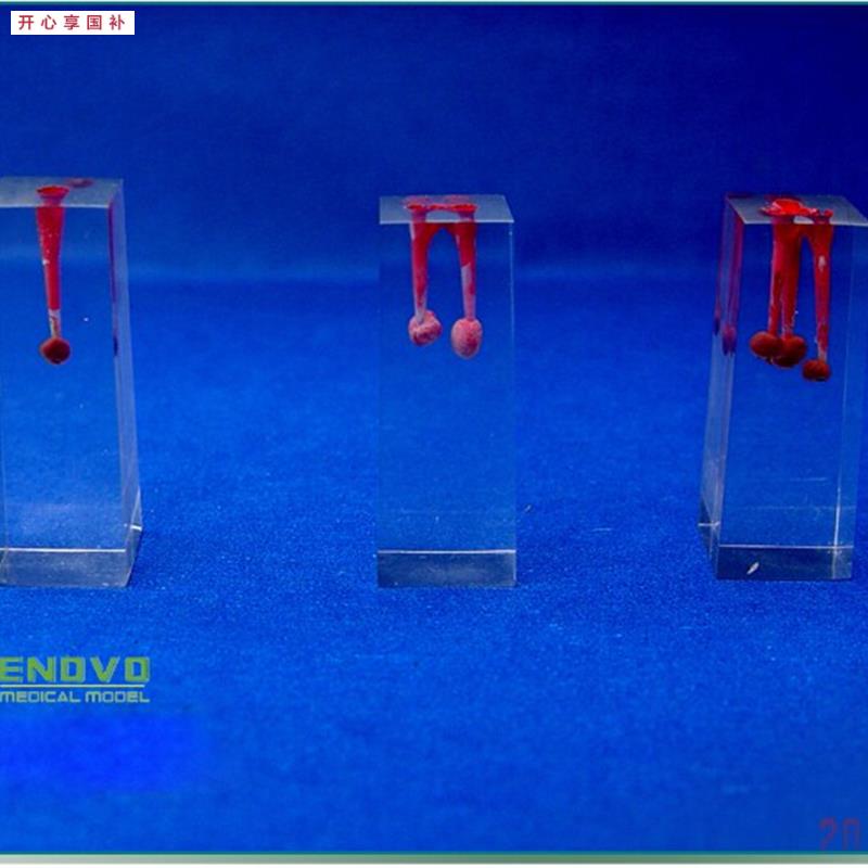颐诺正品口腔科实习用根管模型牙体牙J髓学根管充填和窝洞制备