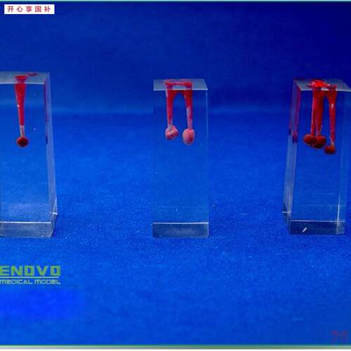颐诺正品口腔科实习用根管模型牙体牙J髓学根管充填和窝洞制备