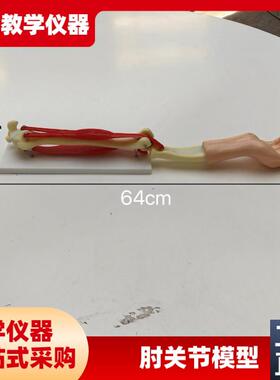 供应SM-SB2-S-300手臂活动模型组装材料小型手臂肌W肉运动系统模