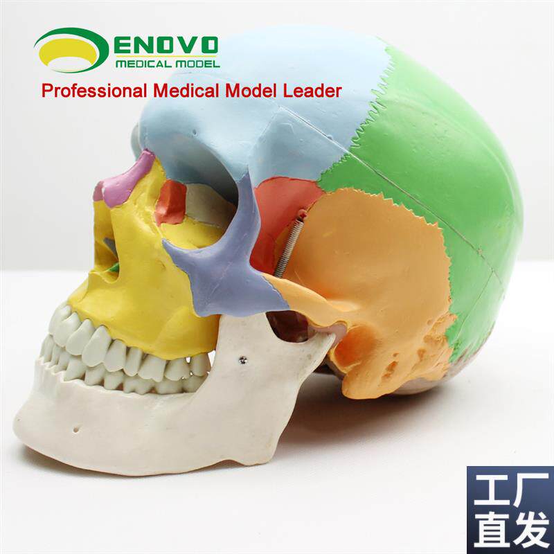 颐诺正品医用人体头骨模型1:1仿真头颅口N腔颌面美容微整头模型