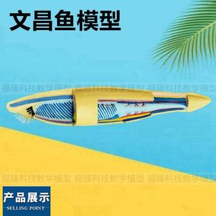 文昌鱼 鱼类标本 中学生物教育仪器鱼类解剖动物水产科普展示内脏