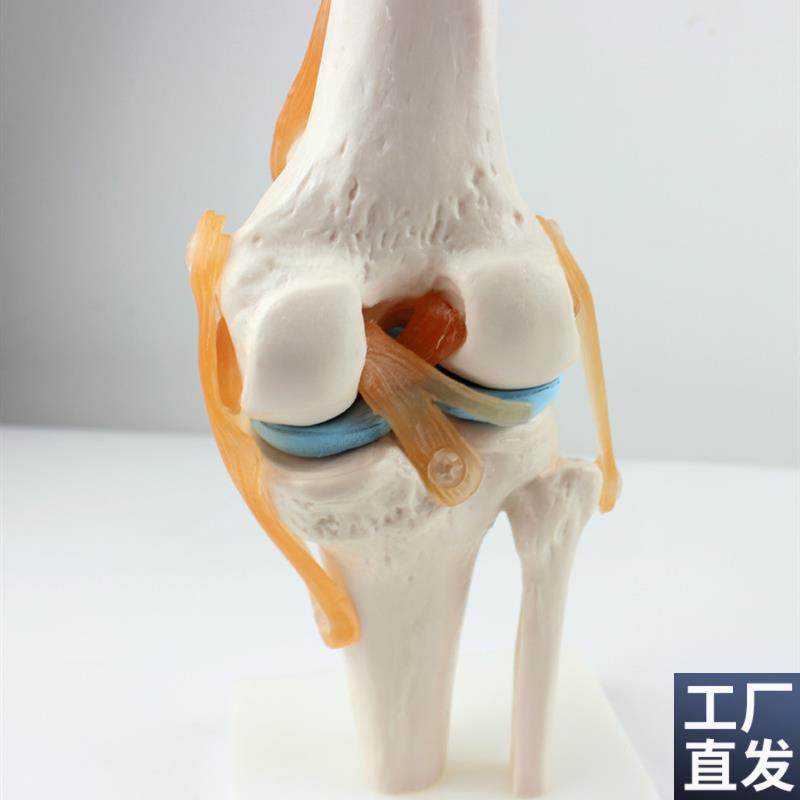 ENOVO颐诺医学l人体功能性膝关节模型韧带滑车关节人体骨关节髌骨,文具电教/文化用品/商务用品,教学标本/模型,淘宝优惠券,粉丝福利购,淘宝优惠卷