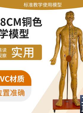 178CM人体针j灸穴位男性模型中医经络穴位模型针灸医用十二铜人