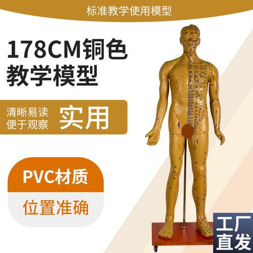 178CM人体针j灸穴位男性模型中医经络穴位模型针灸医用十二铜人