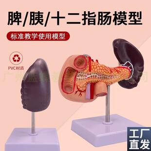 人体肝脏脾胰解j剖模型消化系统模型腹腔干肝门静脉肝胰模型
