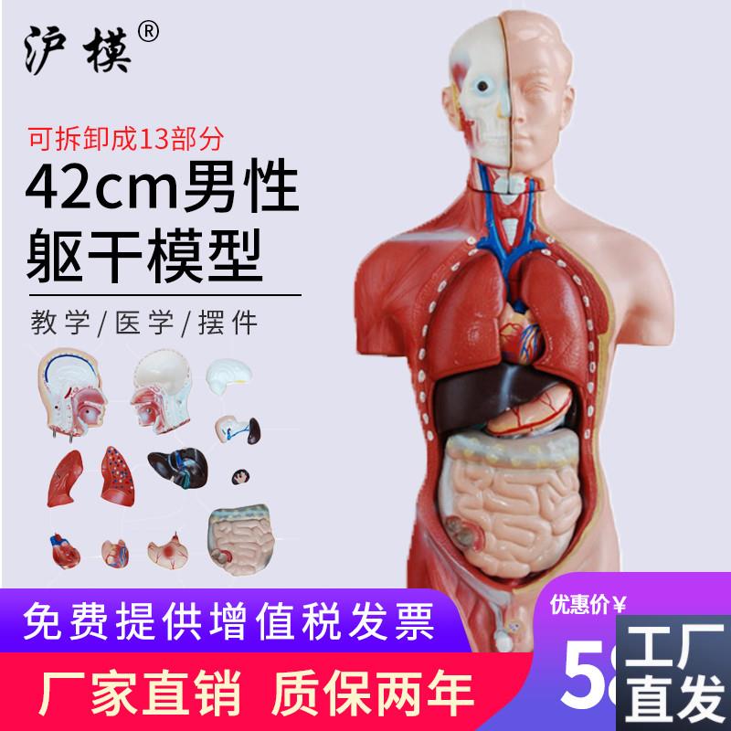 沪模42CM男性躯干模型13部件可拆分示教人体身体内脏器官M解剖科