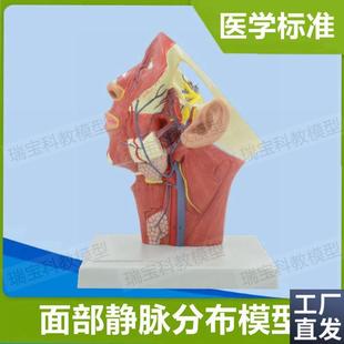 面部静脉分布模型颈部肌肉t血管神经美容整形解剖教学局部麻醉教