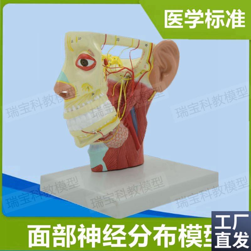 面部神经分布模型动静脉血管深浅层肌肉颅脑外科医用Y解剖医美整