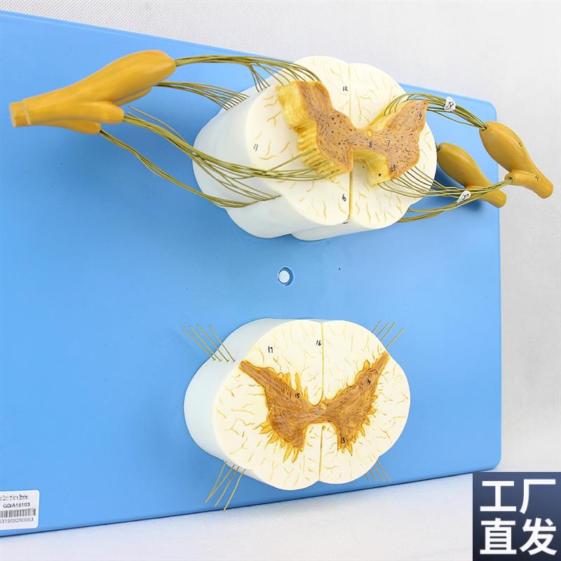 颐诺正品医用人j体脊髓脊神经分支模型周围神经系统脊柱麻醉解剖