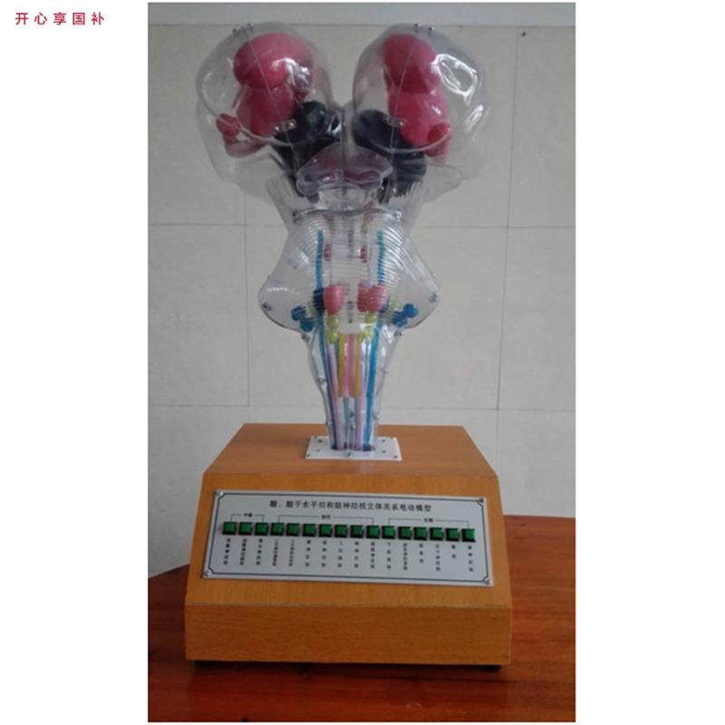 人脑脑干和脑神经核立体e关系电动模型脑干脑神经核电动模型