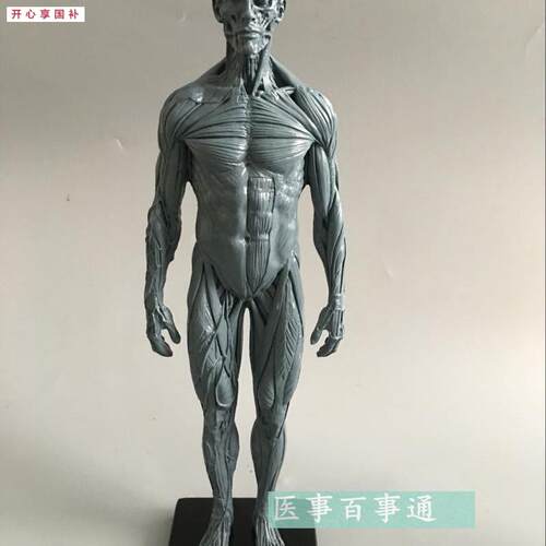 设计绘画CG参考医用艺用人体o肌肉骨骼解剖结构模型美术灰色肌肉
