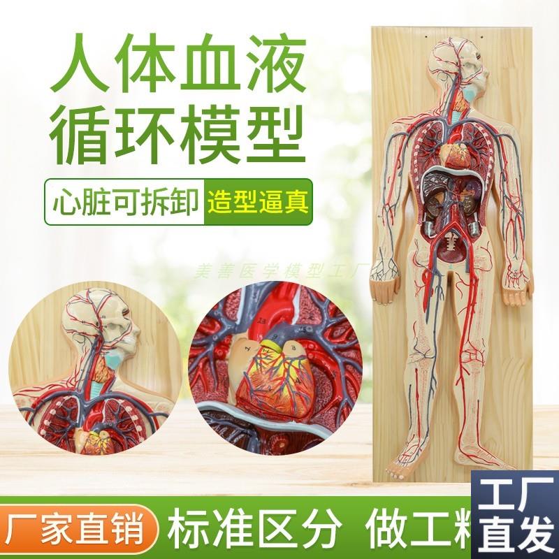 人体血液循环系统模型心脑血液循环静F脉动脉解剖模型心脏教学模