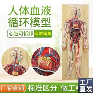 人体血液循环系统模型心脑血液循环静F脉动脉解剖模型心脏教学模