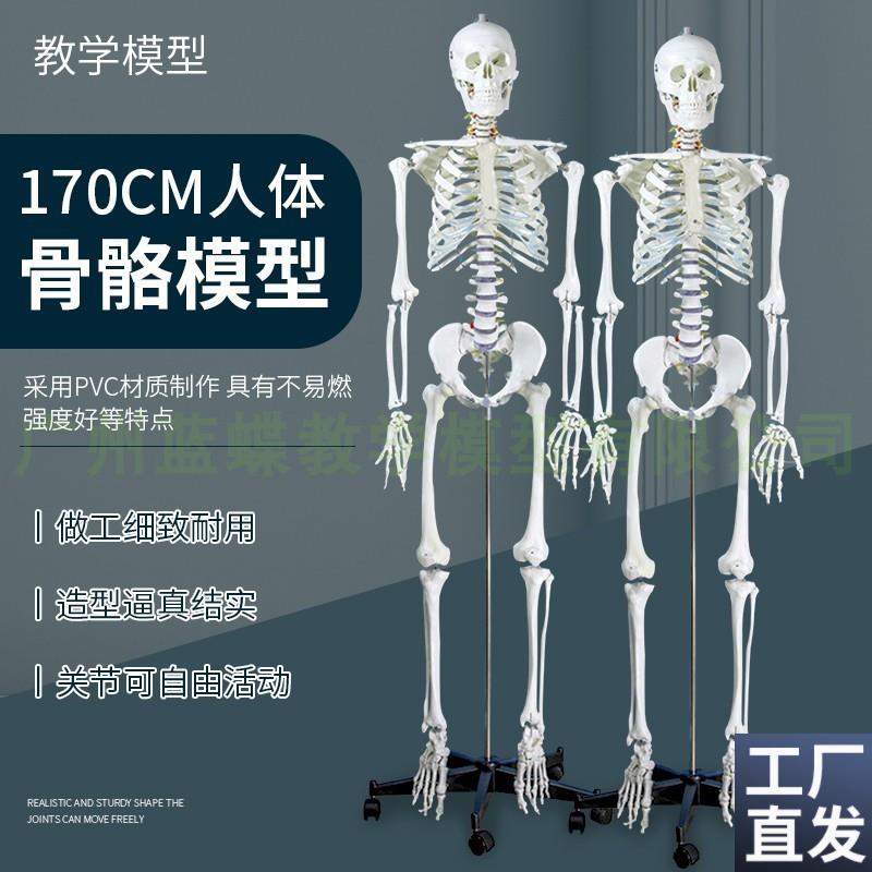 成人一比一人体骨骼模型骨架人体模型小白骷K髅教学脊椎全身180cm