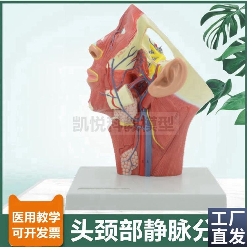 头面部静脉分布医l美整形面神经动脉深浅肌肉颈部血管口腔牙医麻