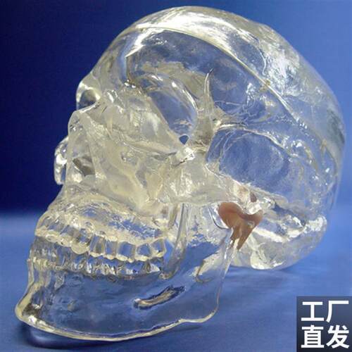 ENOVO颐诺透明人体头颅骨解剖模型水晶M头骨神经科X光介入模型