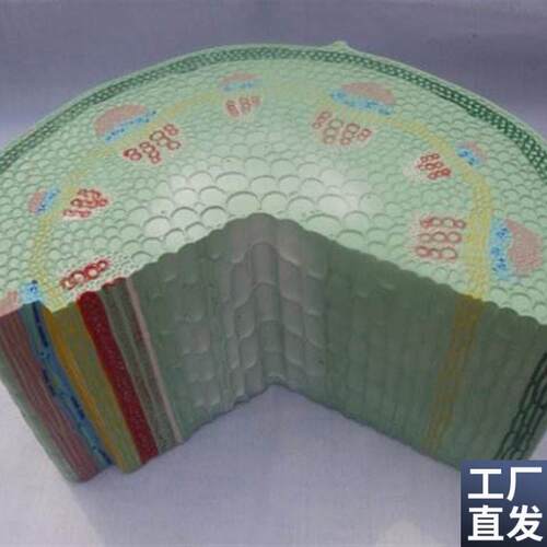 厂家正品双子叶草本植p物茎模型初中高中生物实验器材中学教学仪