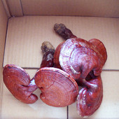 包邮 长白山灵芝赤芝林下种植半野生灵芝亮面灵芝 满2斤 500g 30元