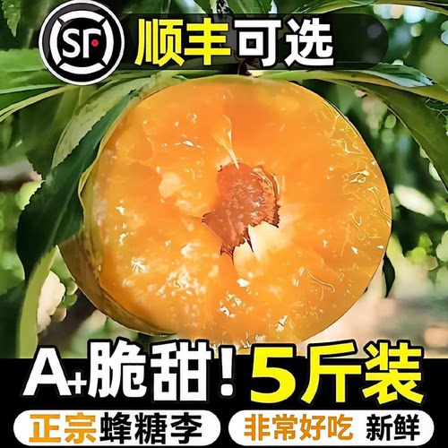 镇宁六马蜂糖李5斤孕妇可食现摘纯甜脱骨李子新鲜水果顺丰可选