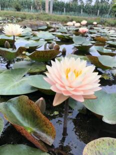 【羞涩新娘】 中大型耐寒分色 睡莲盆栽套装根块花卉建国碗莲