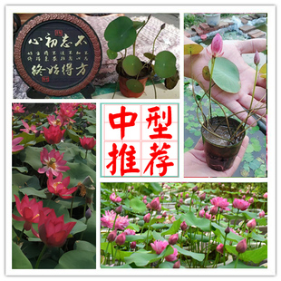 【中型丰花碗莲推荐】(建国碗莲苑)荷花种藕阳台开花盆栽水培植物
