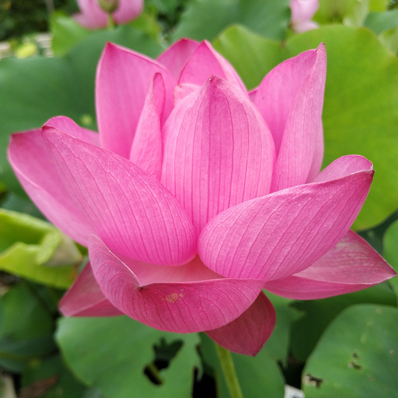 【艳阳天】中型碗莲种藕荷花盆栽莲花水培观赏植物【建国碗莲苑】